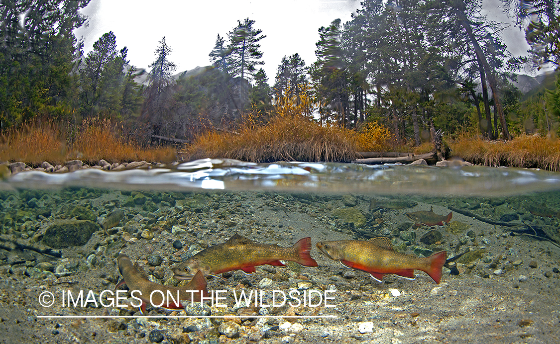 Brook trout in Montana.