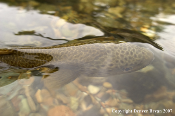 Brown trout on fly.