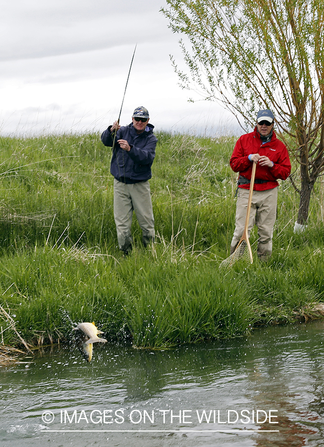 Flyfishermen fighting with Brown Trout.