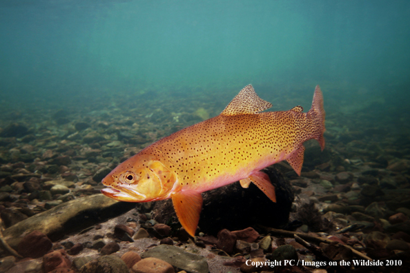 Westslope Cutthroat Trout