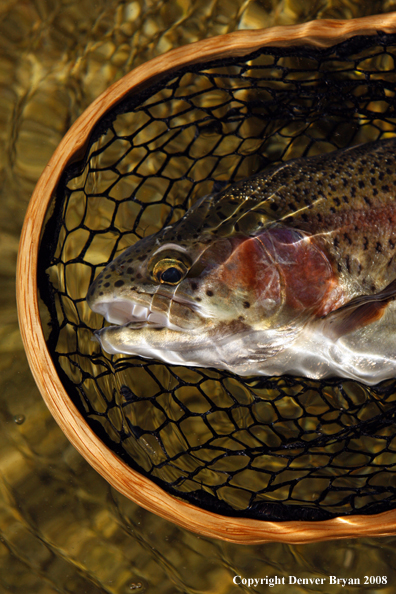 Rainbow trout in habitat