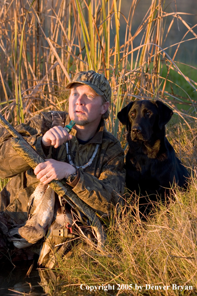 Duck hunter and Labrador Retriever looking for ducks from edge of marsh.