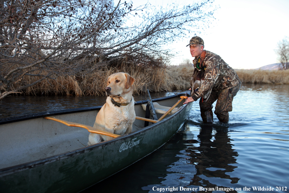 Duck hunter with yellow labrador retriever in canoe. 