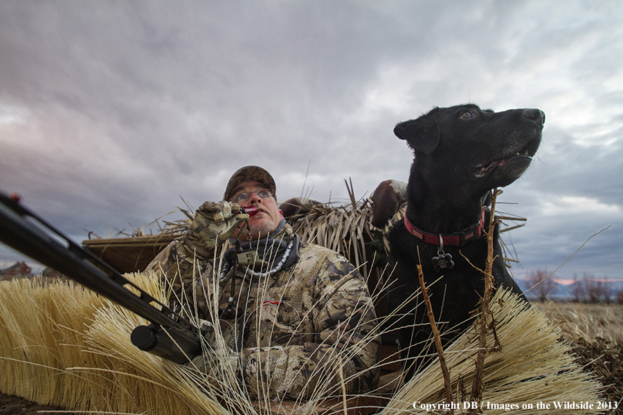 Waterfowl hunter in blind with black labrador retriever.