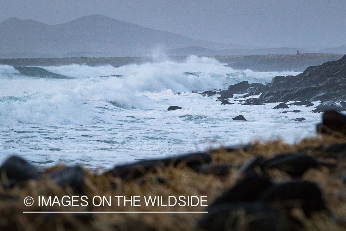 King Eider and Long-tailed duck hunting in Alaska, waves crashing on shore.