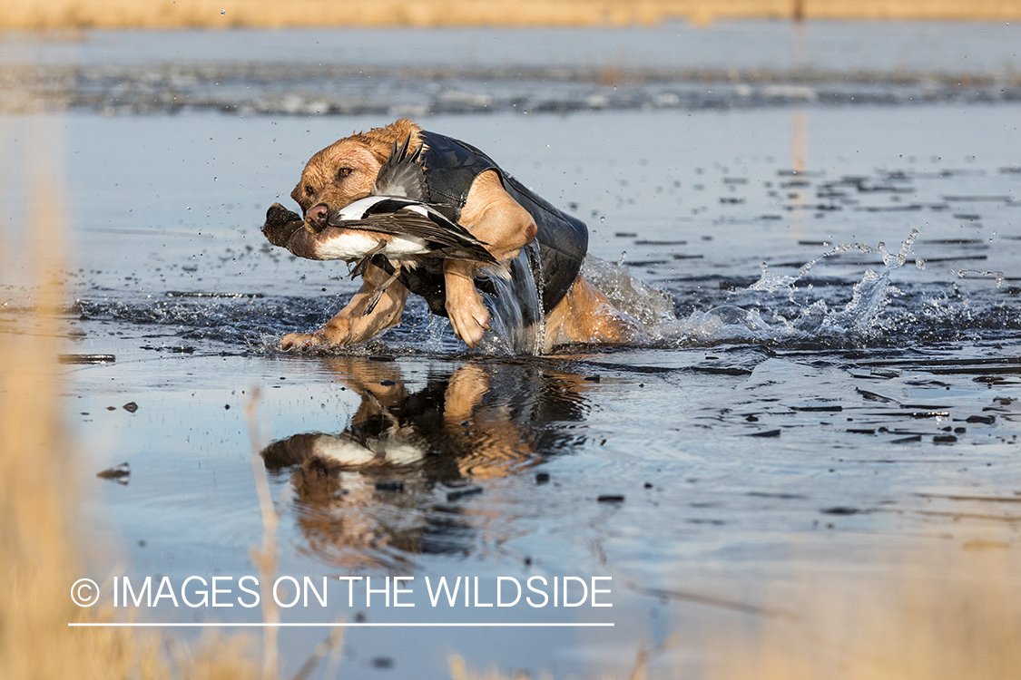 Yellow Lab retrieving bagged duck.