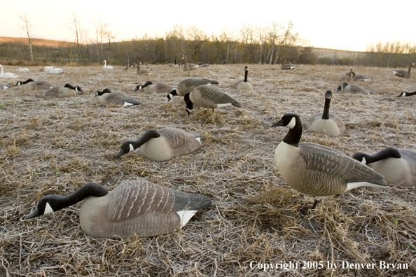 Field of decoys.