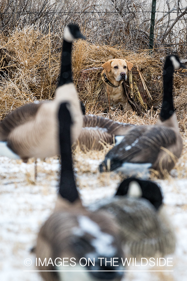 Lab in blind overlooking Canada geese decoys.