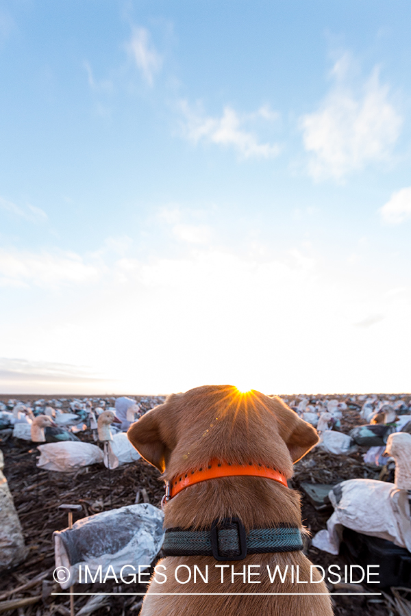 Yellow lab in field with decoys.