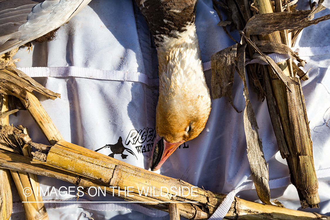 Bagged snow geese.