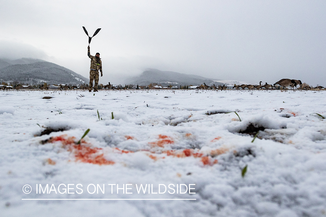 Goose hunter with blood on snow. 