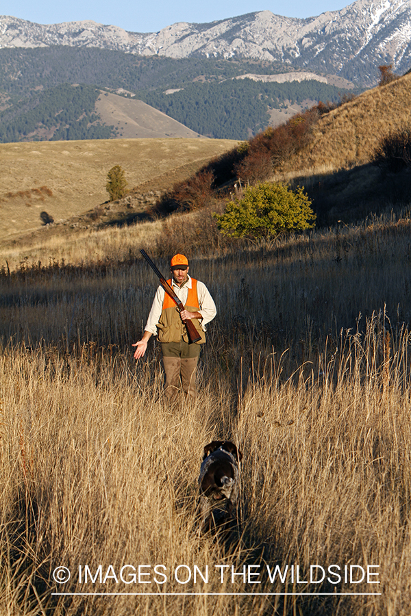 Upland game bird hunter in field with Griffon Pointer.