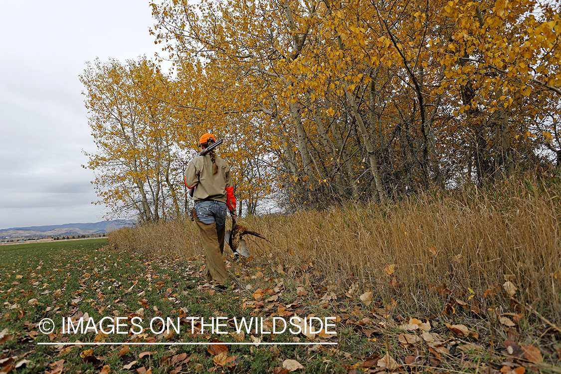 Woman with bagged pheasant walking field line.