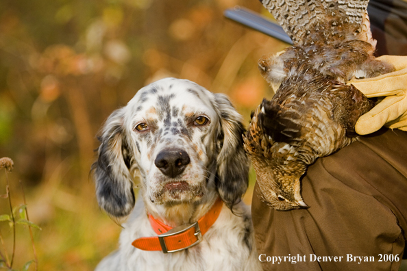 Upland bird hunter in field with dog.