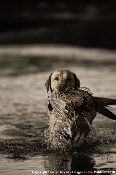 Yellow Labrador Retriever retrieving pheasant (Original image #11101-095.01)