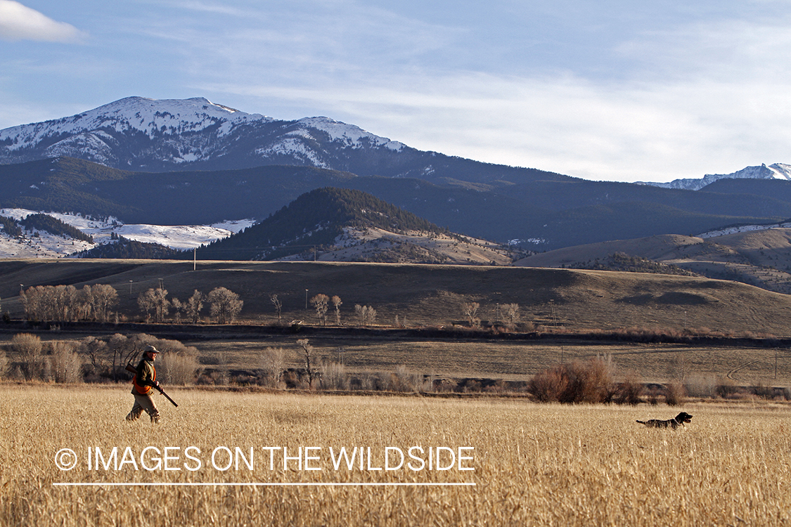 Pheasant hunter in field.