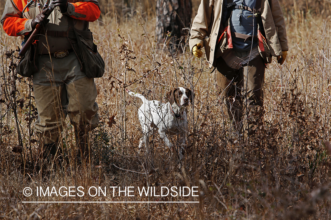 Bobwhite quail hunters in field with english pointer.