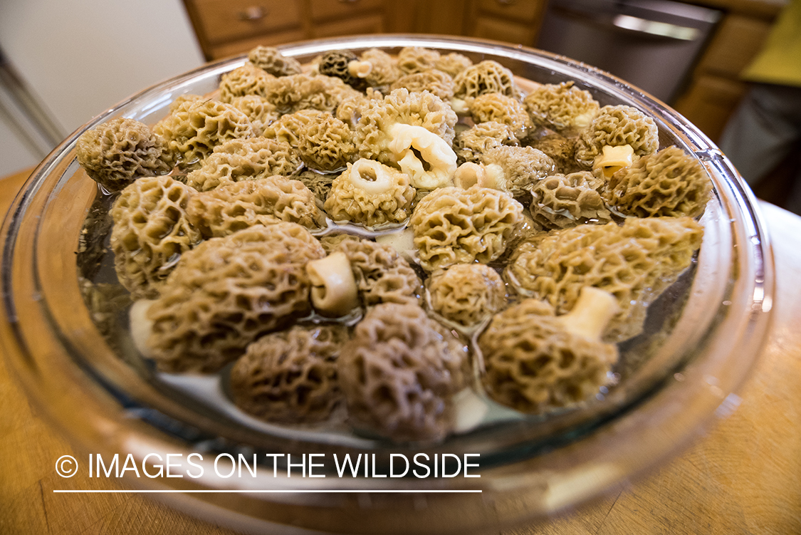 Cooking morel mushrooms