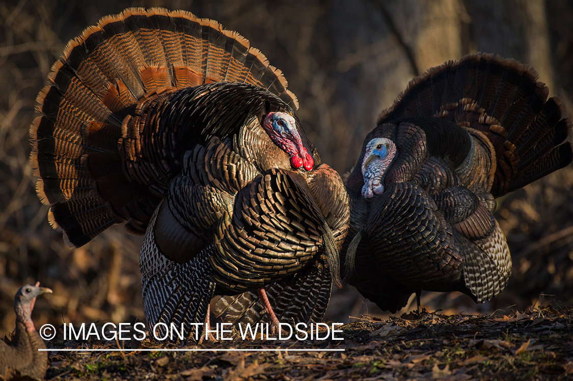 Turkey with decoy.