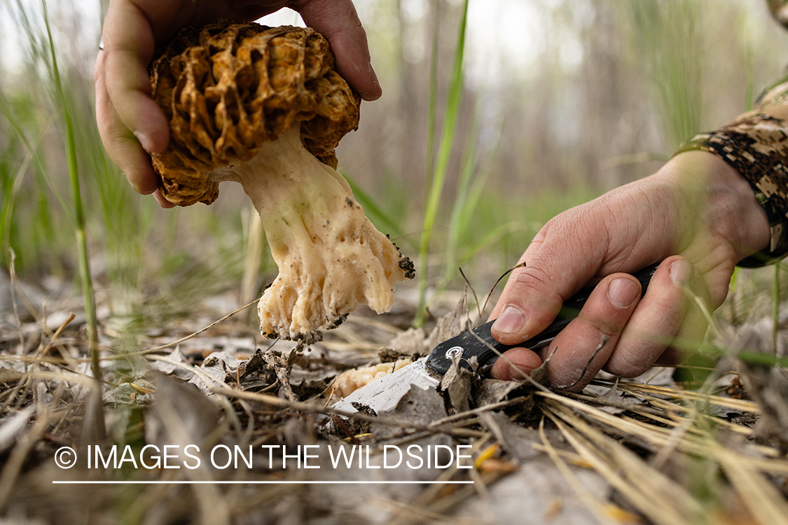 Foraging morel mushrooms.