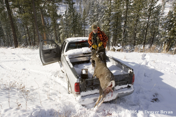 Mule deer hunter loading bagged buck in truck.