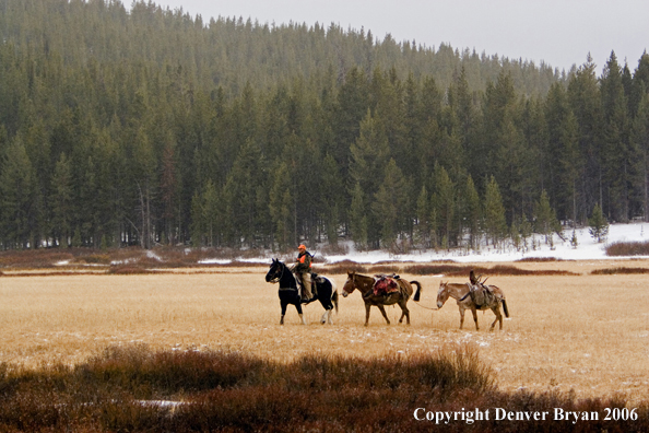 Elk hunter with bagged elk on mule packstring.  