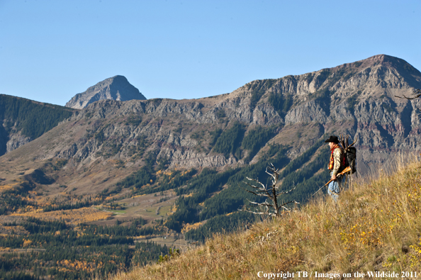 Hunter hiking with mule deer head. 