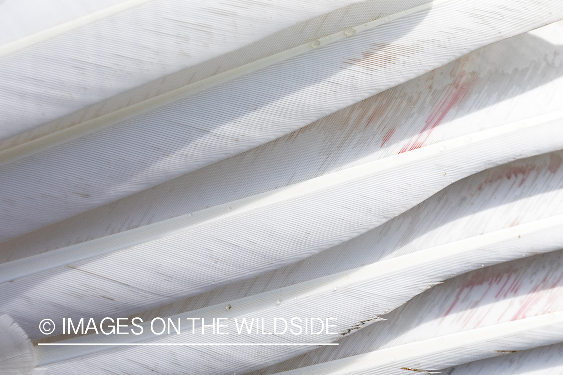 Close up of Tundra Swan feathers.