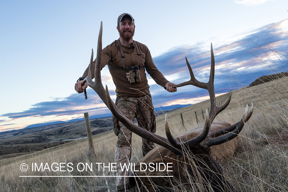 Archery hunter with bagged bull elk.