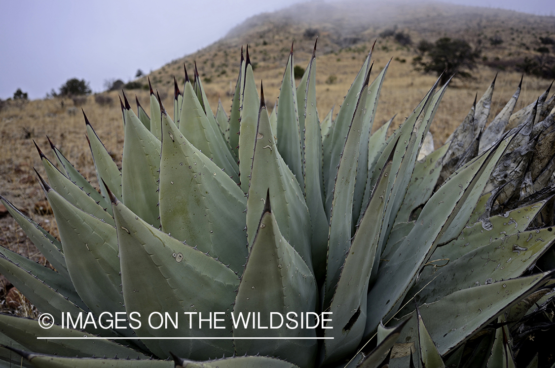 Yucca plant