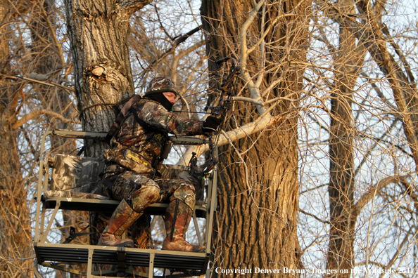 Bowhunter taking aim from tree stand. 