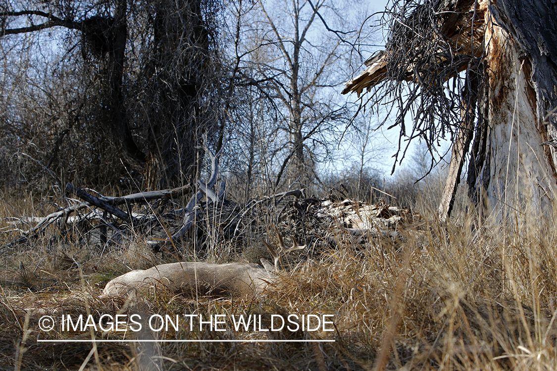 Bagged/downed white-tailed buck in field.