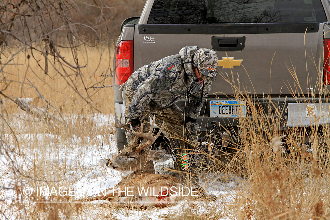 Bowhunter dragging bagged white-tailed buck.