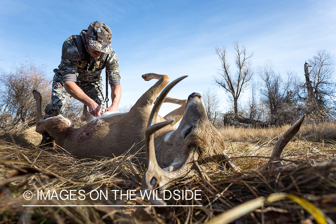 Bow hunter field dressing white-tailed deer.