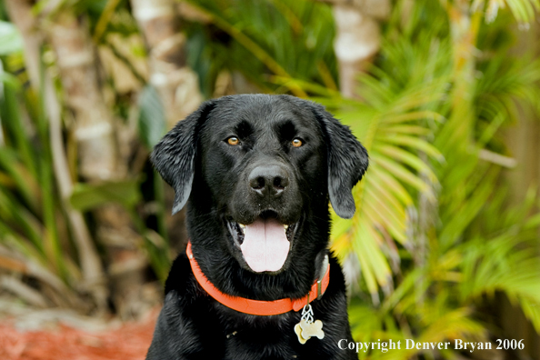 Black Labrador Retriever. 