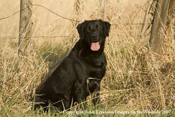 Black Labrador Retriever