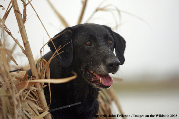 Black Labrador Retriever in field