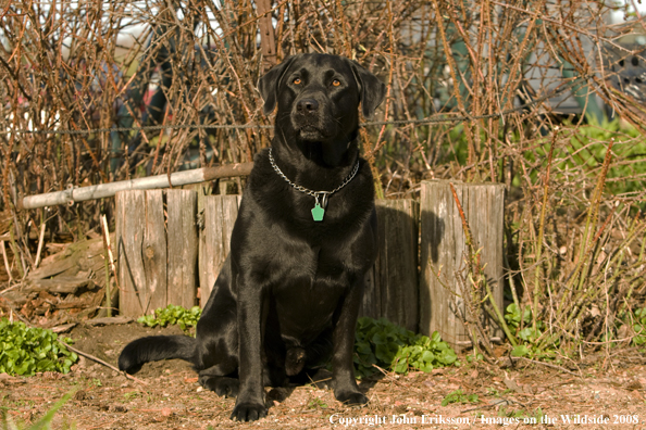 Black Labrador Retriever 