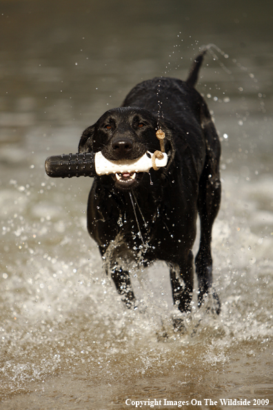 Black Labrador Retriever