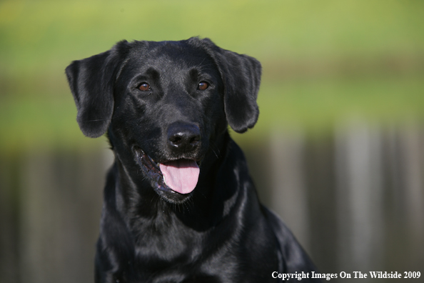 Black Labrador Retriever in field