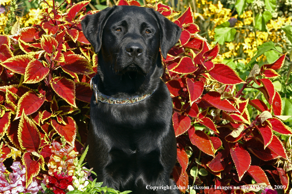 Black Labrador Retriever