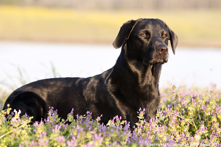 Black Labrador Retriver