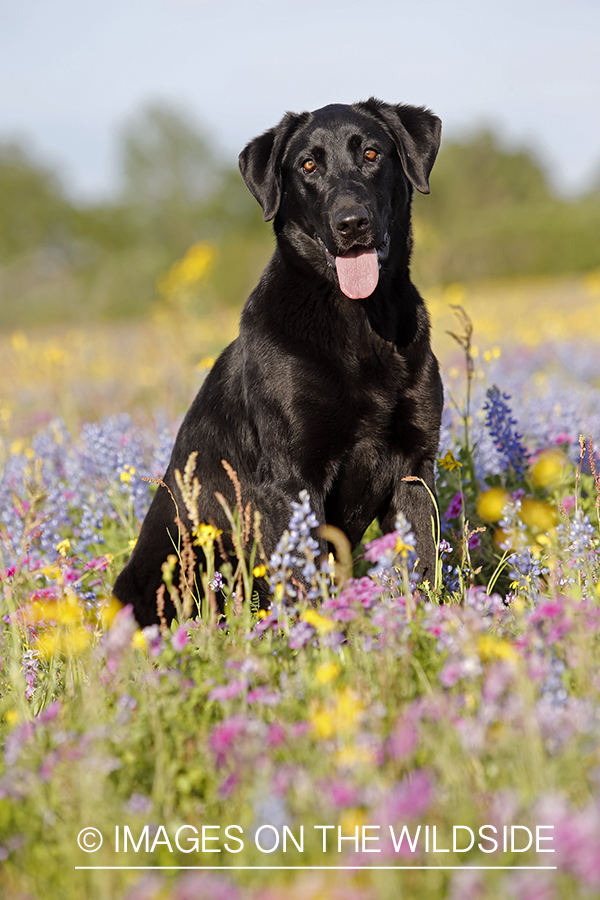 Black labrador retriever in field of wildflowers.