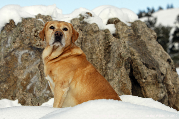 Yellow Labrador Retriever in field