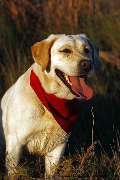 Yellow Labrador Retriever in field