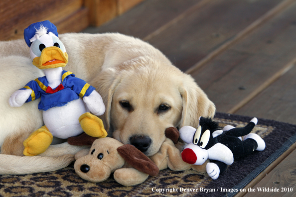 Yellow Labrador Retriever Puppy with toy