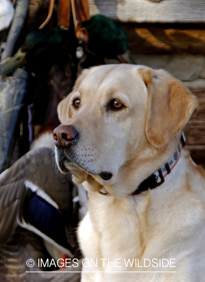 Yellow Labrador Retrievers with bagged mallards.