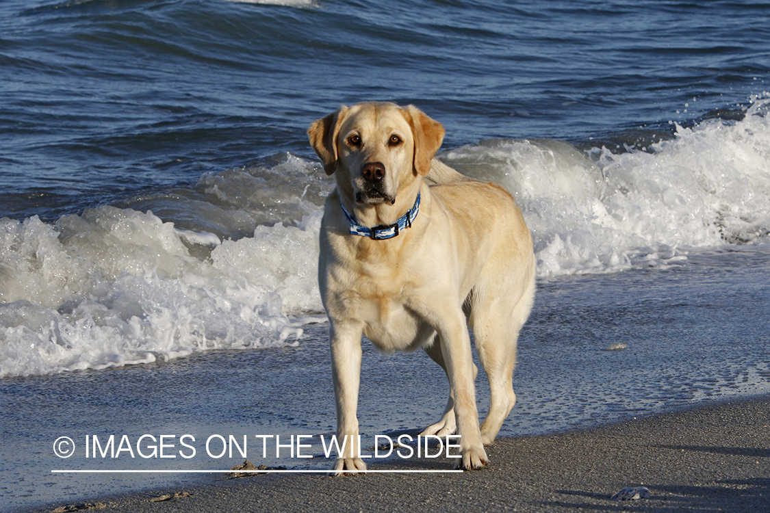 Yellow lab playing in the ocean.