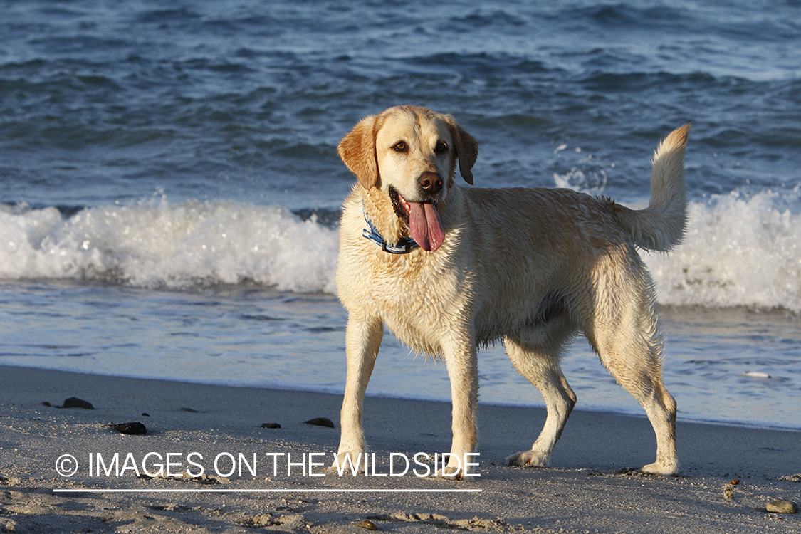 Yellow lab in front of ocean.