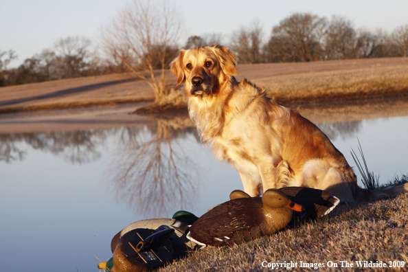 Golden Retriever with Duck Decoys